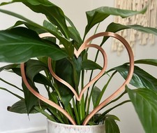 House Plant Supports Frame